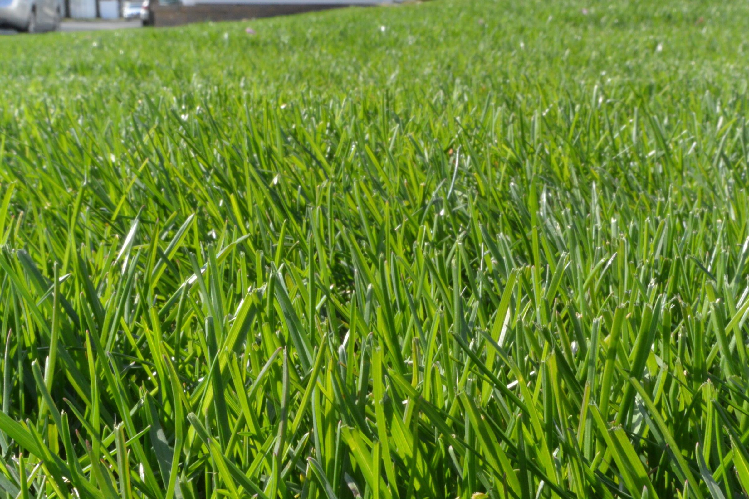 A close-up of thick green grass in a mowed lawn