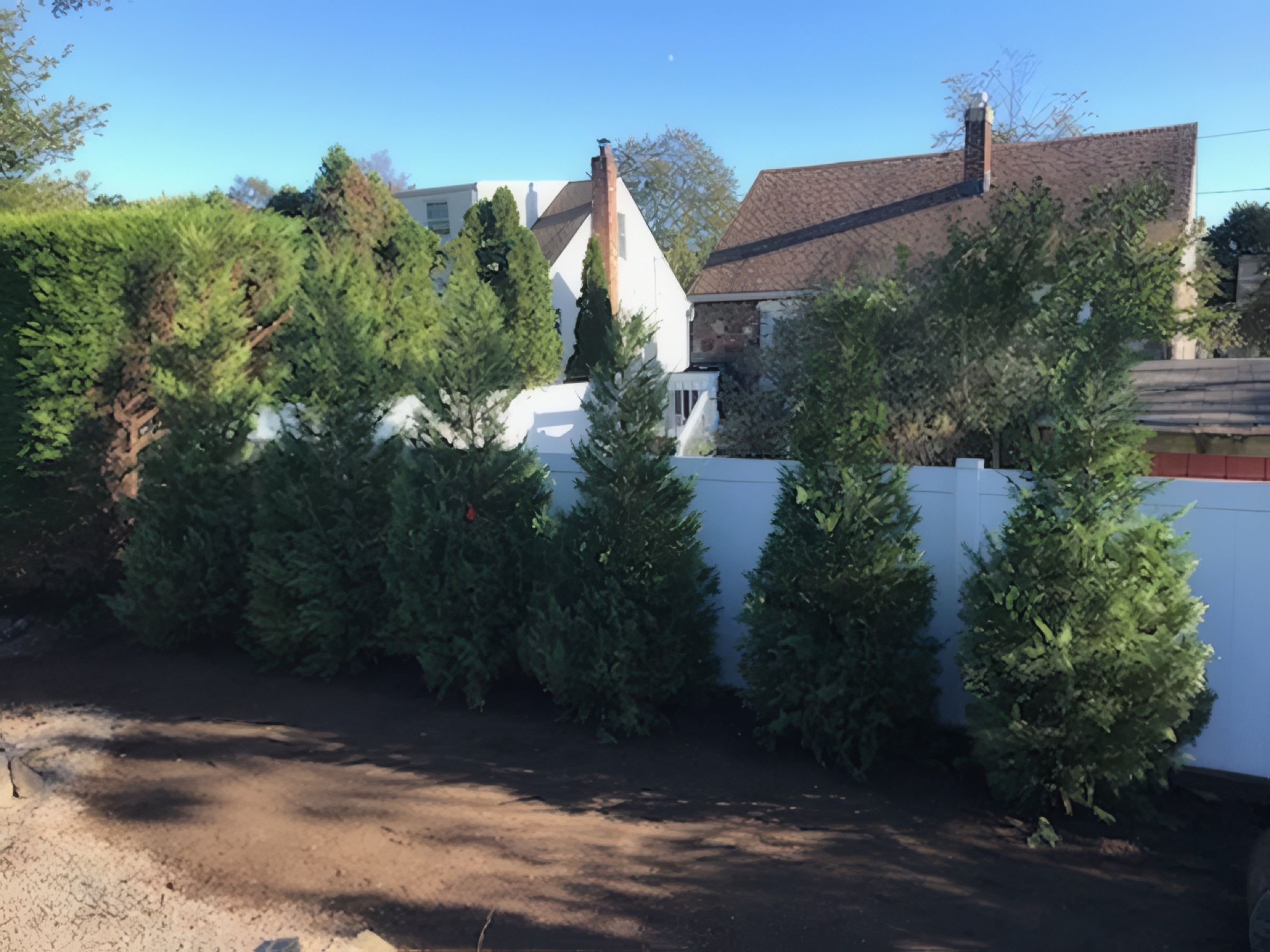 A row of arborvitae along a white vinyl fence