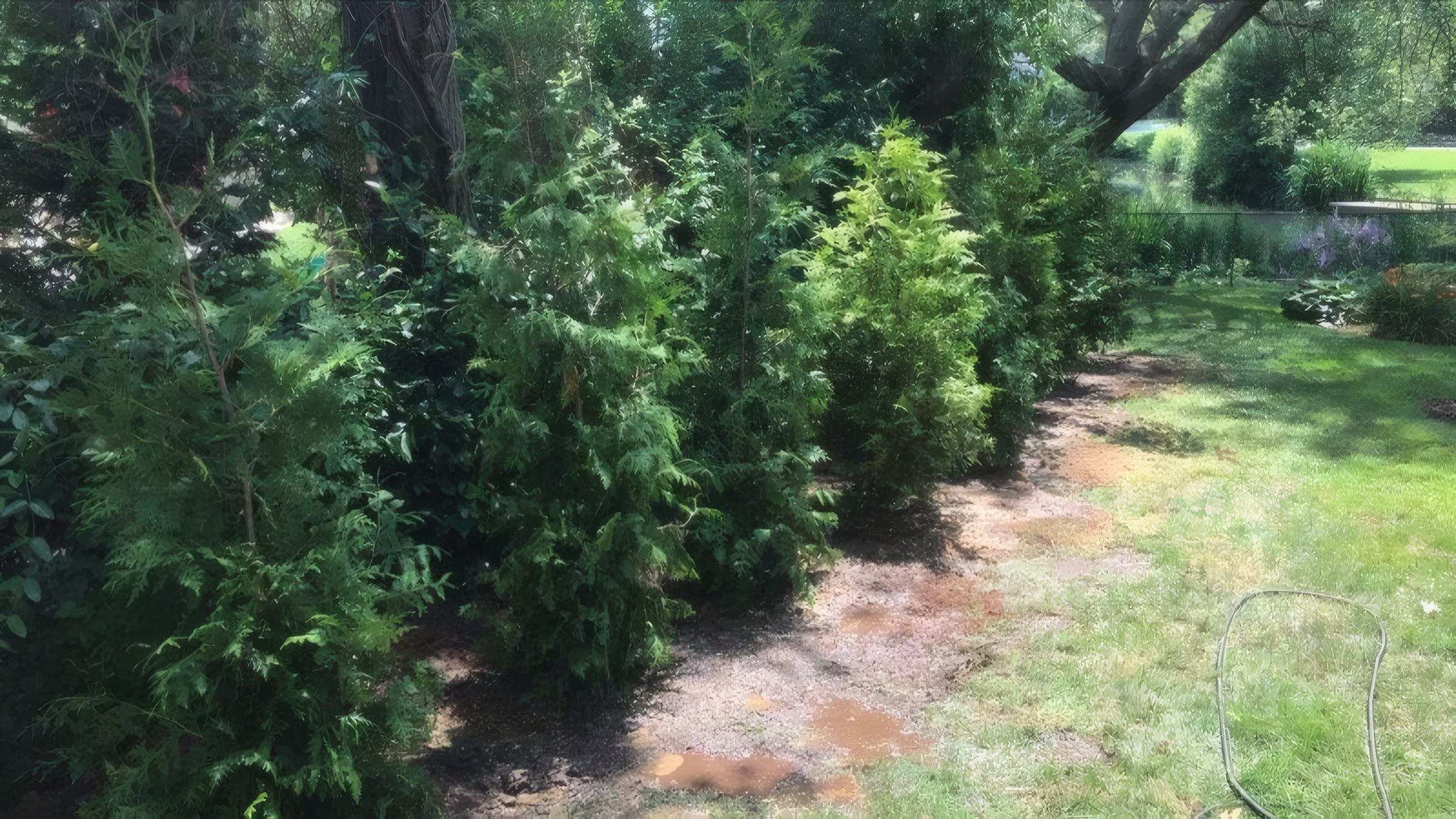 A row of young arborvitae freshly planted along a lawn edge