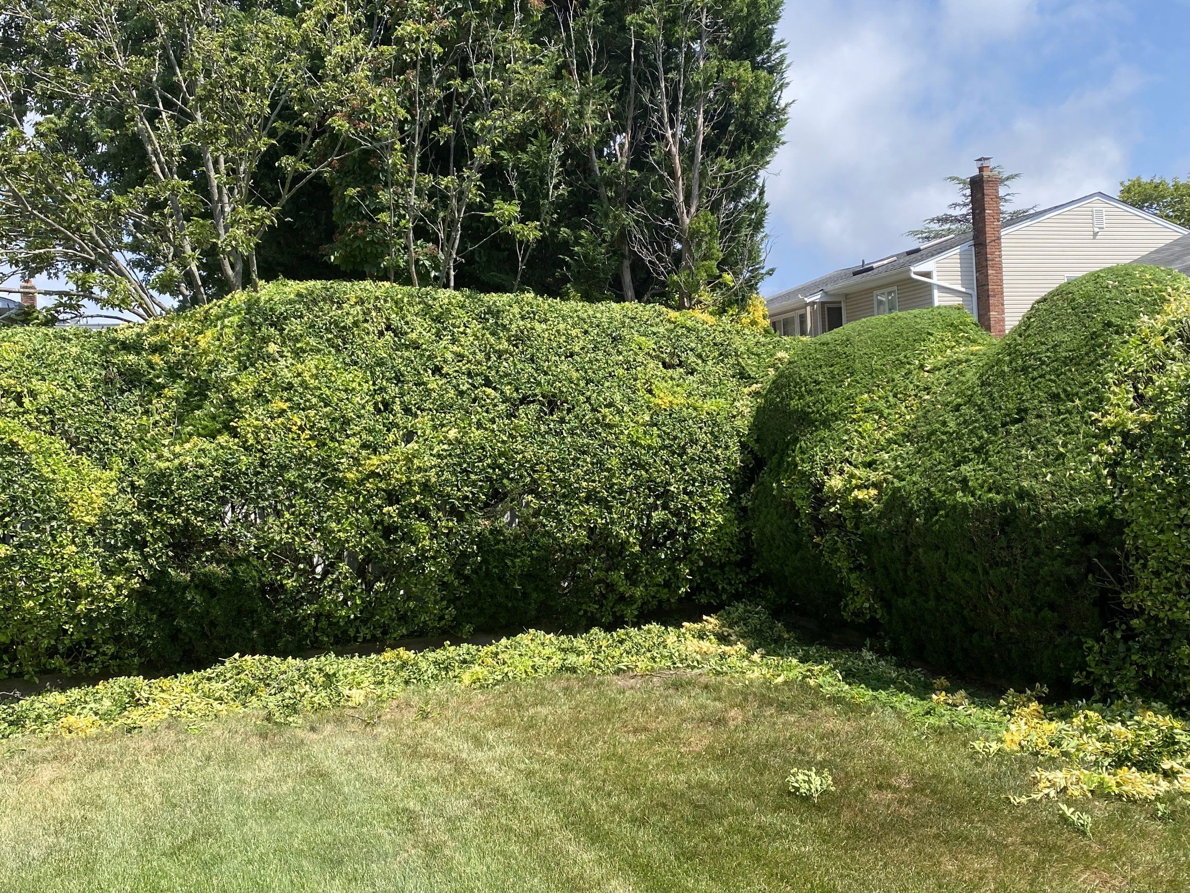 Close view of the trimmed, rounded hedge