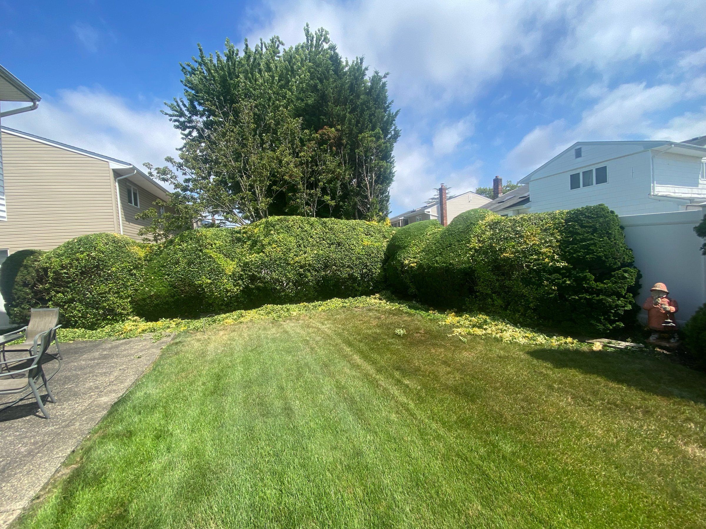 The same hedge trimmed into rounded shapes