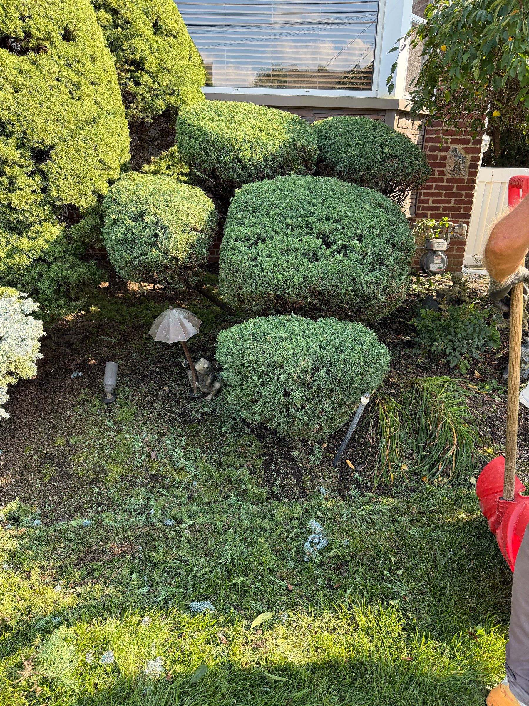 The same bed with the junipers trimmed into rounded shapes