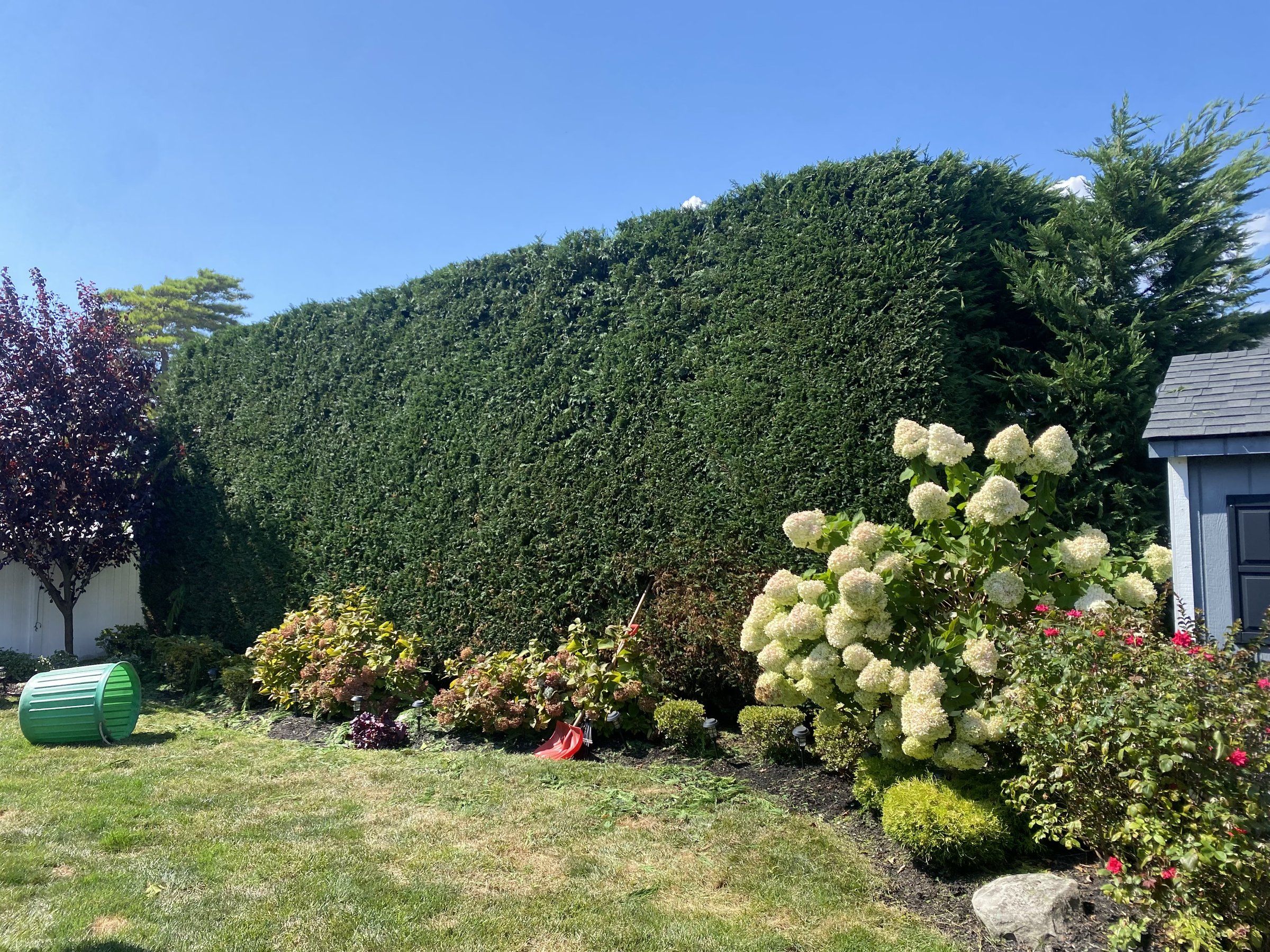 The tall hedge trimmed flat above the hydrangea bed