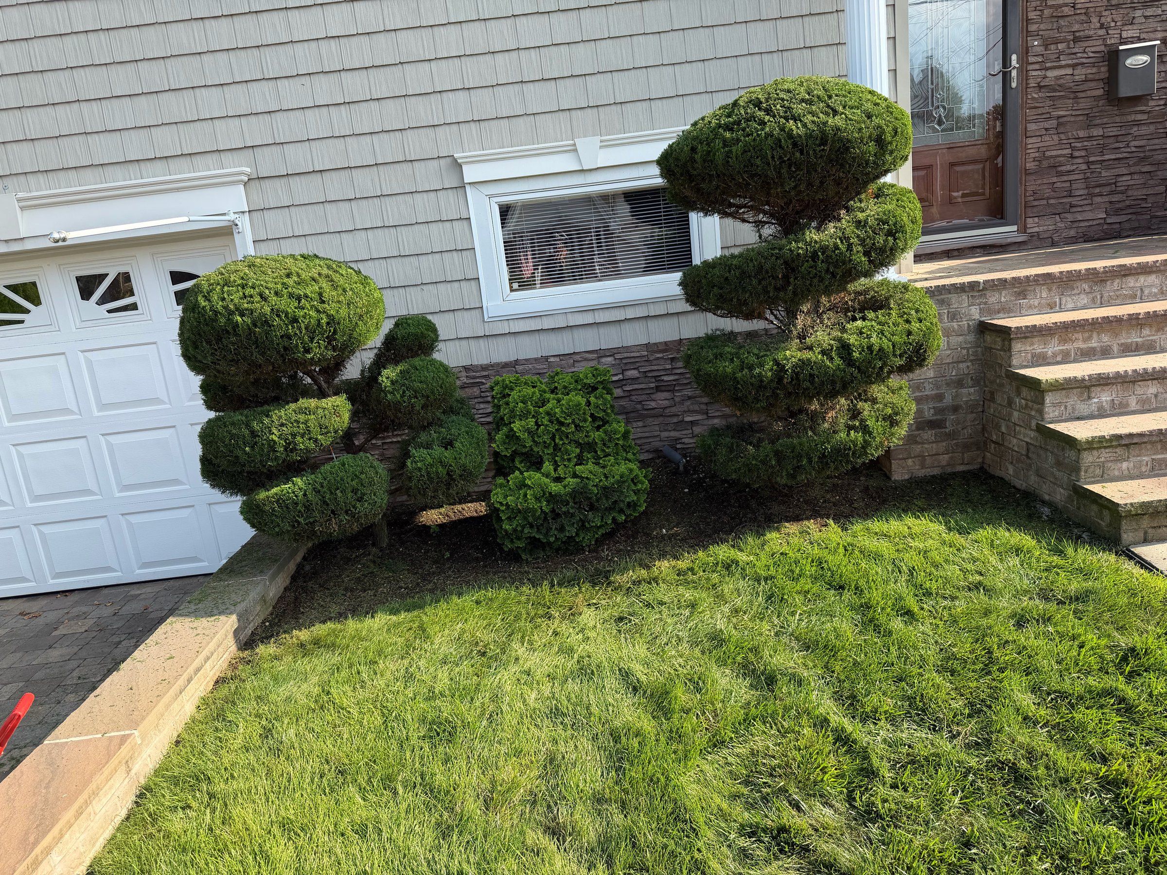 The same junipers trimmed into tight, layered pads