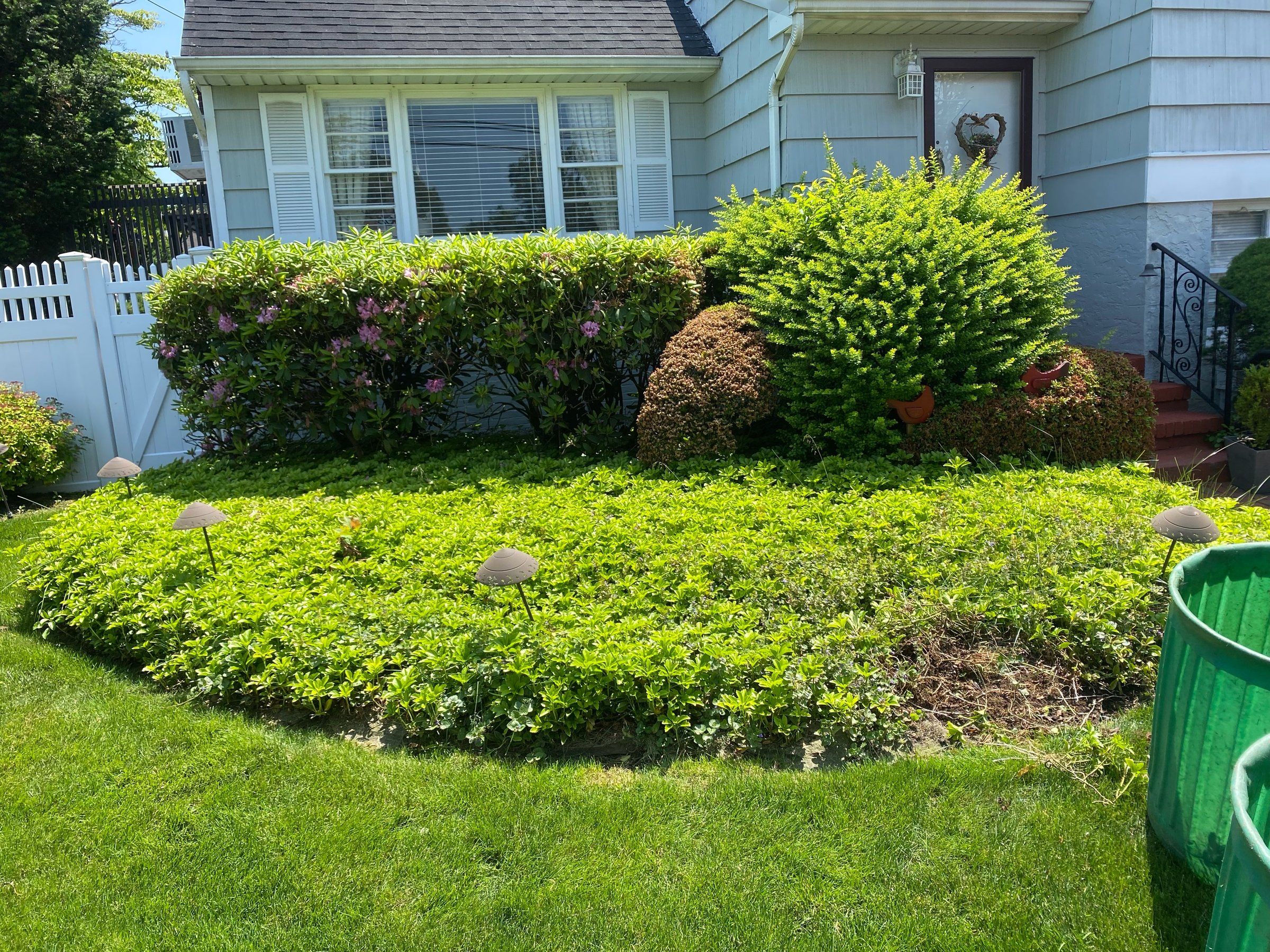 Front bed overrun with spreading groundcover below rounded shrubs, before the rip-out