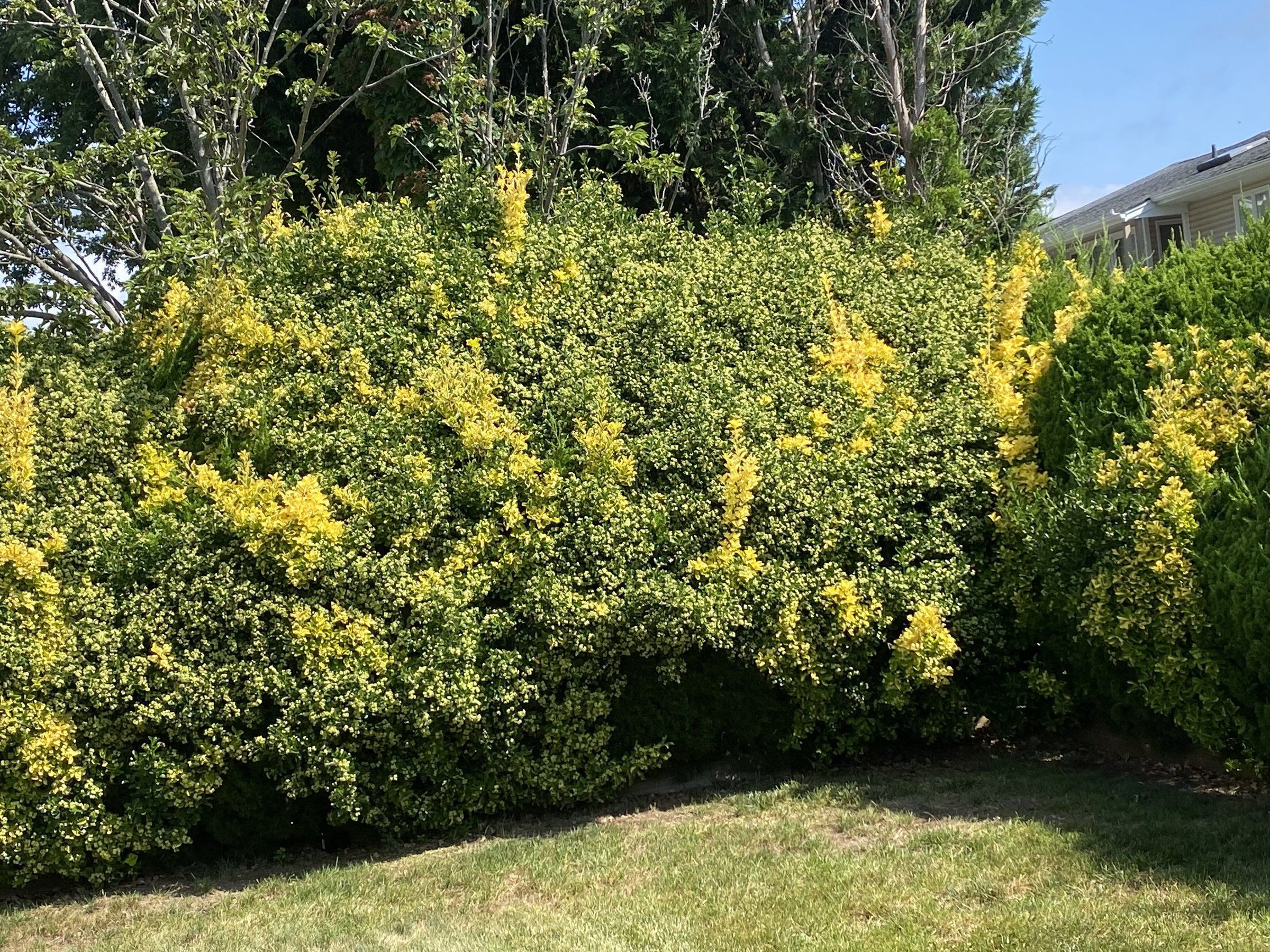 Close view of the untrimmed hedge with yellow new growth