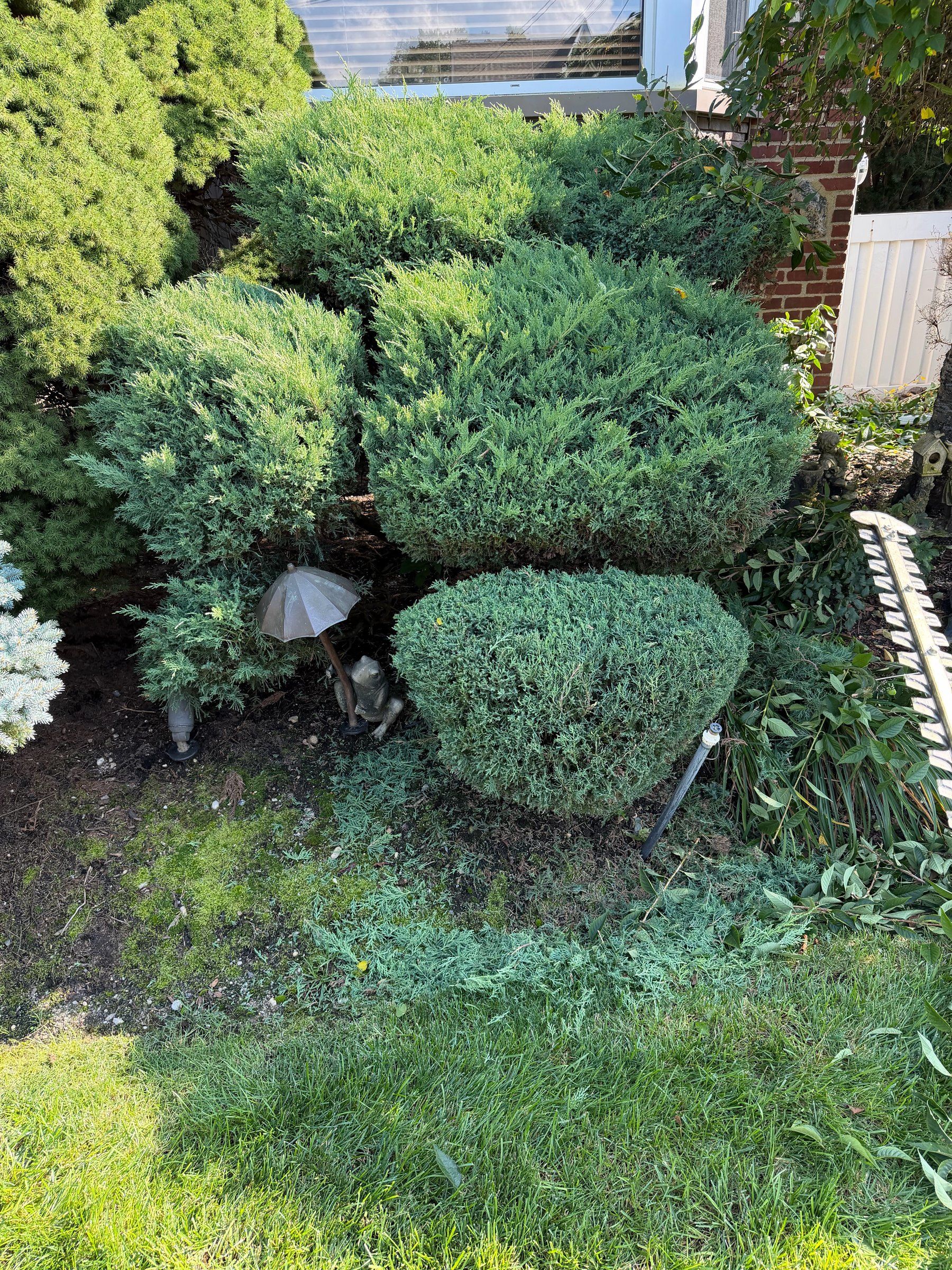 Overgrown junipers and shrubs spilling over a front bed