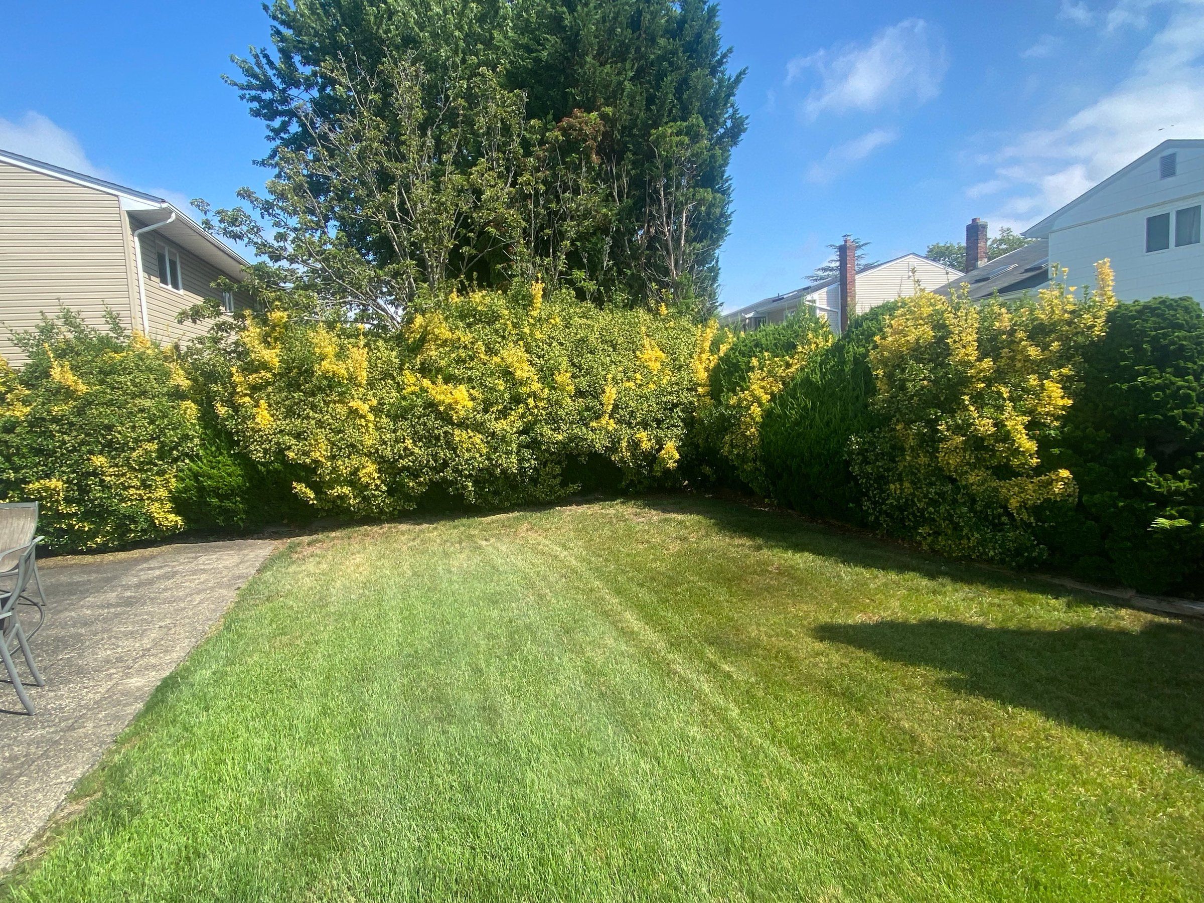 Long, shaggy hedge with yellow new growth around a backyard lawn, before trimming