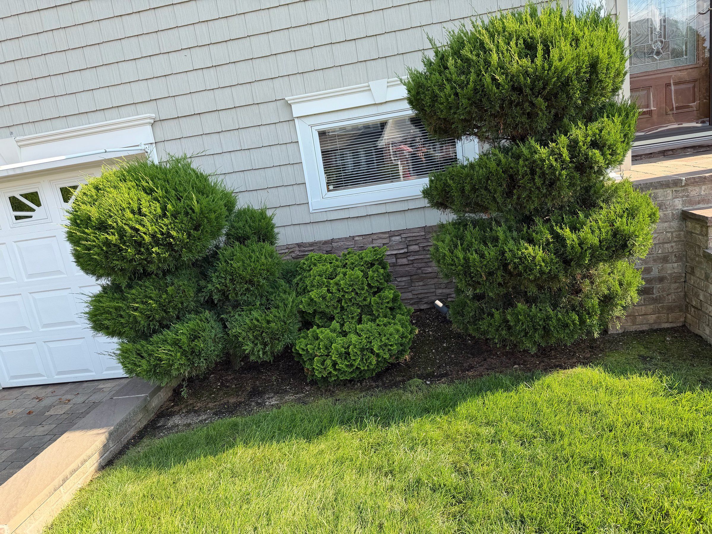Two shaggy cloud-pruned junipers beside a garage
