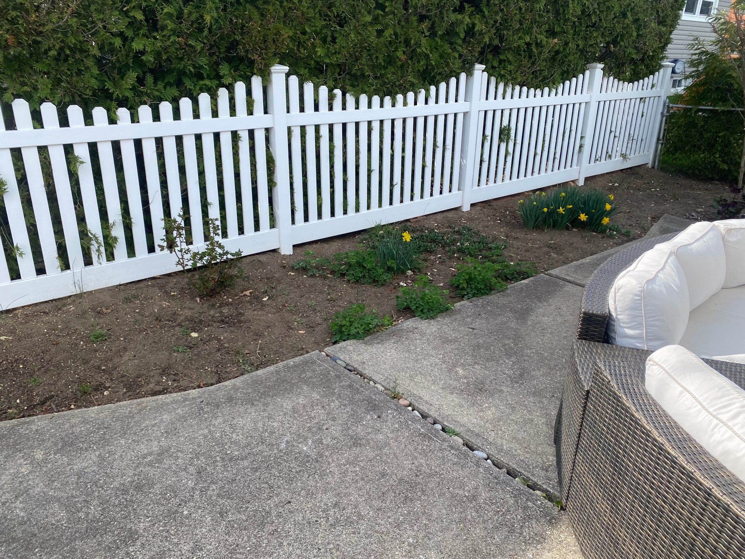 Sparse bed of soil along a white picket fence and tall hedge